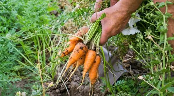 Hände ernten frische Karotten aus dem Beet. Der ideale Zeitpunkt, wann Karotten ernten, ist jetzt!