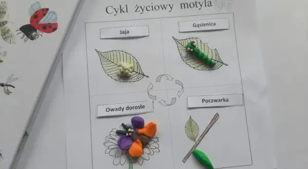Cykl życiowy motyla z plasteliny: jaja, gąsienica, poczwarka i dorosłe owady na kwiatku.
