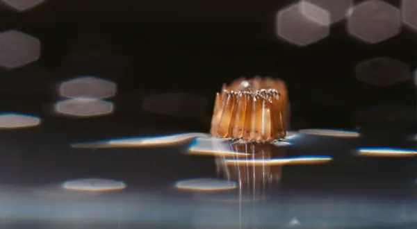 Un oeuf de moustique dans l'eau, une grappe d'œufs translucides flottant à la surface, reflétant la lumière.