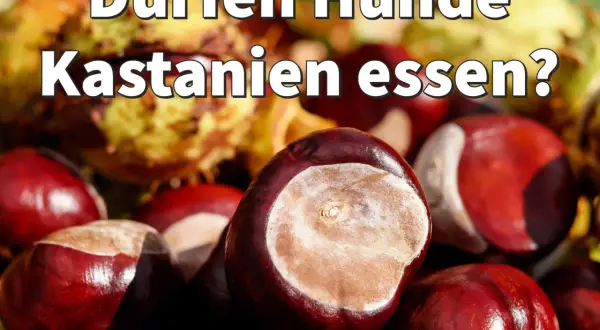 Hunde und Kastanien: Eine Frage der Sicherheit. Glänzende Kastanien im Vordergrund, im Hintergrund verschwommen.