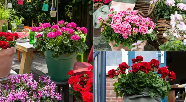 Pelargonia Calliope w donicach na tarasie. Różowe i czerwone kwiaty tworzą barwną kompozycję, idealną na letnie dni.