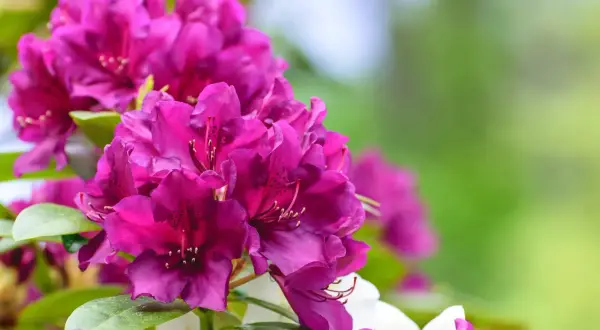 Piękne, fioletowe kwiaty rododendronów, które mogą być efektem zastosowania domowego nawozu do rododendronów.