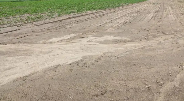 Widoczne ślady erozji gleby na piaszczystym polu, gdzie woda wypłukała wierzchnią warstwę, tworząc charakterystyczne prądy. Obok rośnie zielona uprawa.