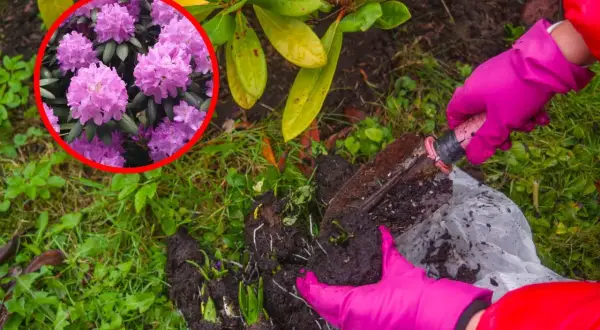 Kiedy sadzić rododendrony? Różowe kwiaty rododendronu w okręgu i ręce w różowych rękawiczkach sadzące rośliny.