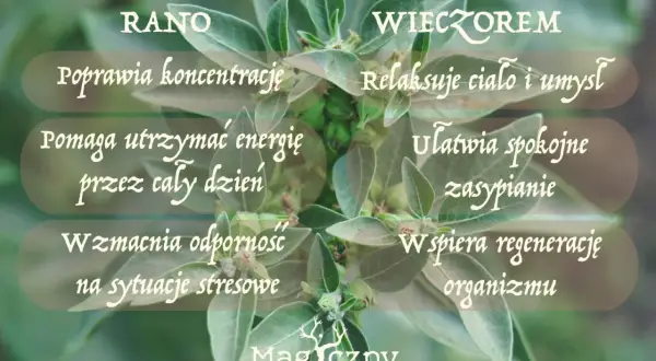 Ashwagandha kiedy brać? Rano dla koncentracji i energii, wieczorem dla relaksu i spokojnego snu. Wspiera odporność.