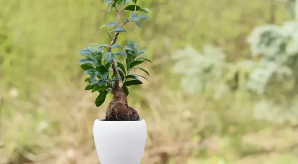 En ficus microcarpa ginseng i vit kruka står på ett träbord. Bakgrunden är suddig grönska.