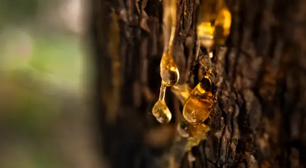 Krople bursztynowej terpentyny balsamicznej spływają po korze drzewa, tworząc błyszczące, złote łzy natury.