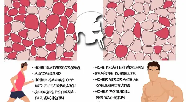 Vergleich von Muskelfasertypen 1 (rot, ausdauernd) und 2 (weiß, kraftvoll).