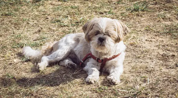 Mały piesek Shih Tzu leży na trawie. Zastanawiasz się, czy pies może jeść ryż? Tak, gotowany ryż jest bezpieczny dla psów.