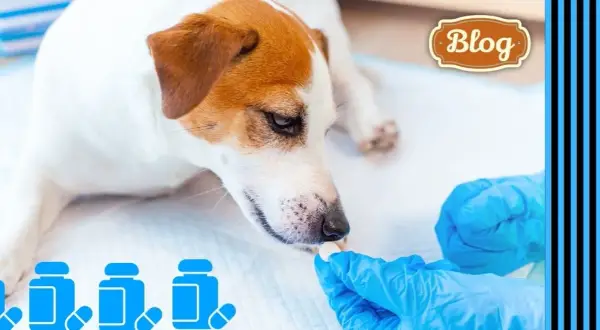 Jak często odrobacza się psa, aby zapewnić mu zdrowie i bezpieczeństwo?