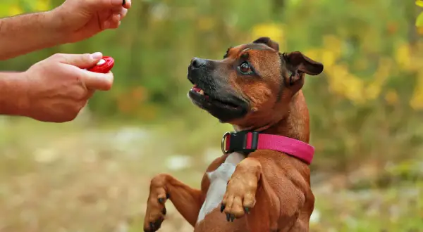 Ein Hund lernt mit einem Clicker und Leckerli. Der Hund sitzt auf den Hinterpfoten und schaut erwartungsvoll zum Menschen, der den Clicker hält.
