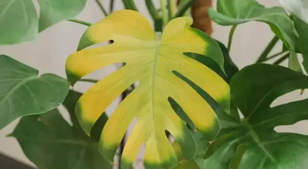 Monstera żółknie – liść traci zieleń, stając się żółty. Zastanawiasz się dlaczego monstera żółknie?
