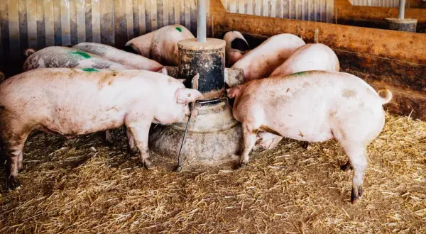 Plusieurs cochons femelles se pressent autour d'un distributeur de nourriture dans une porcherie.