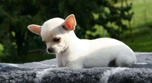 Mały, biały szczeniak chihuahua leży na szarym posłaniu. Idealne miejsce, gdzie powinien spać szczeniak, zapewniając mu komfort i bezpieczeństwo.