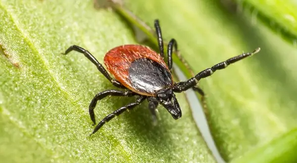 ¿De dónde salen las garrapatas en mi casa y cómo prevenir su ingreso?