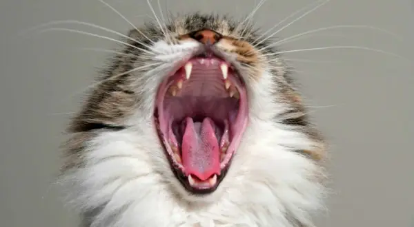¿A los gatos se les caen los dientes de leche? Todo lo que debes saber