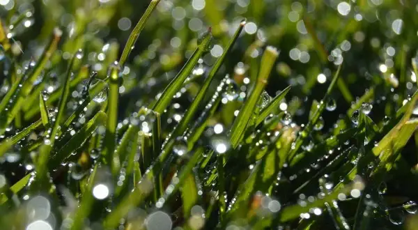 Gotas de rocío brillan en la hierba verde, como si el tiempo de riego del césped con aspersores hubiera dejado su huella.