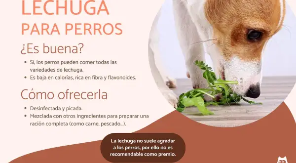Un perro come lechuga, demostrando que los perros pueden comer lechuga. Es baja en calorías y rica en fibra.