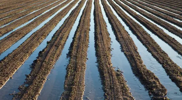 Campi coltivati con solchi pieni d'acqua, un esempio di irrigazione per sommersione che nutre la terra.