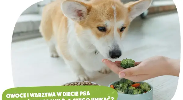 Ciepłe jedzenie dla psa: Bezpiecznie i smacznie? Sprawdź, jak!