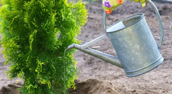 Podlewanie młodej tui. Właściwa ziemia pod tuje to klucz do jej zdrowego wzrostu.
