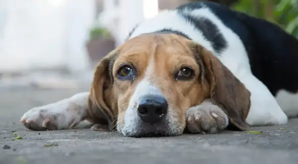 Smutny piesek rasy beagle leży na ziemi, jakby nie mógł znaleźć sobie miejsca. Jego oczy wyrażają tęsknotę.
