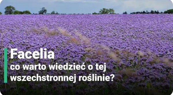 Facelia kiedy kwitnie – poznaj tajemnice jej długiego kwitnienia