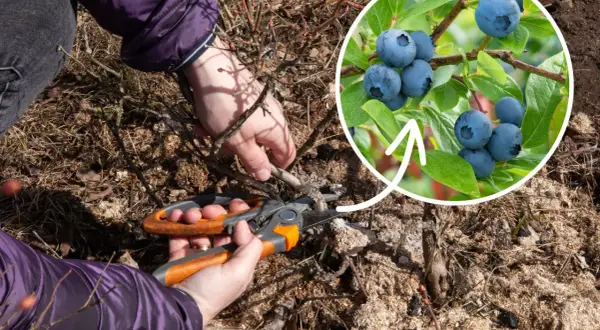 Kiedy sadzić borówki? Wybierz idealny termin i ciesz się plonami