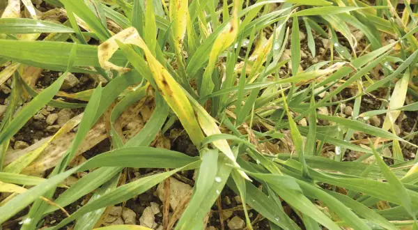 Plantes d'orge atteintes de jaunisse nanisante, montrant des feuilles vertes et jaunes avec des taches brunes.