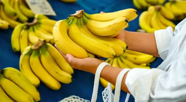 Ręce trzymające pęk żółtych bananów, które są zdrowe dla nerek. W tle widać więcej bananów.