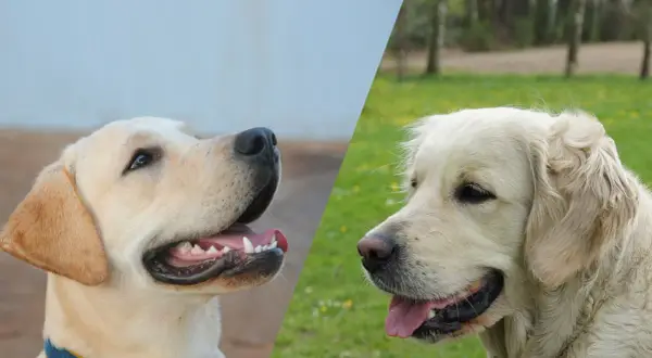 Labrador czy Golden Retriever: Wybierz psa idealnego dla siebie!
