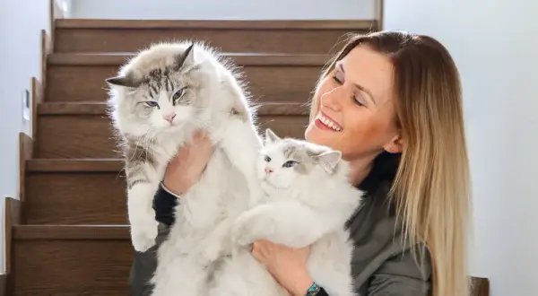 Ragdoll kotka czy kocur – które lepiej pasują do Twojego stylu życia?