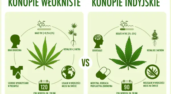 Porównanie konopi: włókniste (brak odurzenia, przemysł, legalne) vs. indyjskie (odurzające, medycyna, nielegalne, **haszysz**).