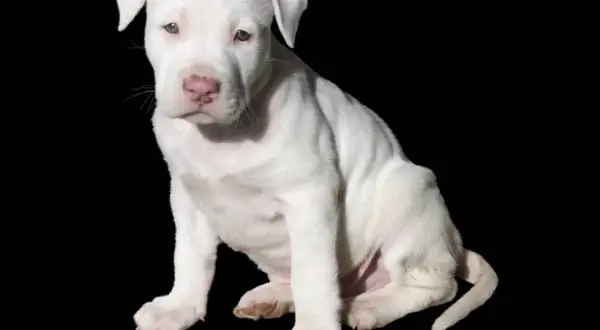 Adorable cachorro pitbull raza pura, blanco como la nieve, sentado con curiosidad.