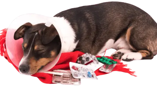 Clínica veterinaria María Jiménez: servicios y atención excepcional para tu mascota