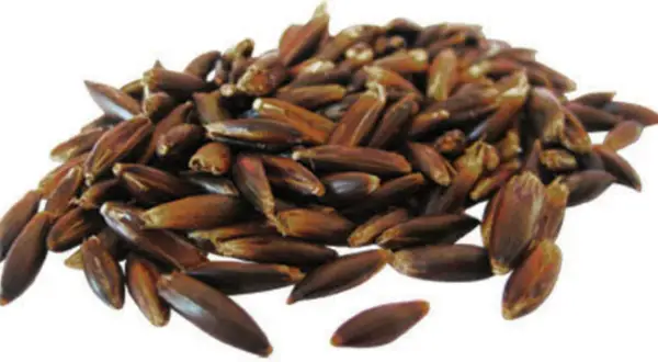 Grains d'avoine noire ou blanche, foncés et allongés, formant un tas sur fond blanc.