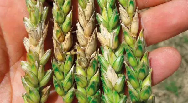 Épis de blé affectés par *Fusarium graminearum*, montrant des grains décolorés et une croissance anormale.