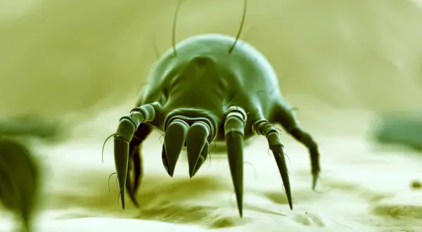 Microscopic view of a dust mite. Curious if vinegar kills dust mites? This tiny creature is the culprit behind many allergies.