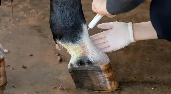 Leczenie grzybicy u konia. Ręce w rękawiczkach aplikują maść na nogę konia, która ma objawy infekcji grzybiczej.