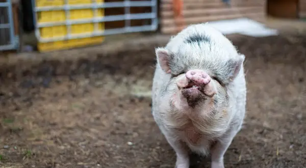 Ein süßes Schwein mit rosa Schnauze und struppigem Fell, das zeigt, wie schön es sein kann, **Schweine privat halten** zu können.