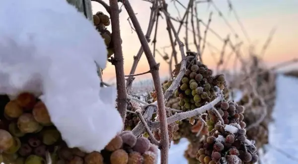 Gefrorene Trauben im Schnee, bereit für die Eisweinernte. Was ist Eiswein? Ein süßer, konzentrierter Wein, der aus gefrorenen Trauben gewonnen wird.