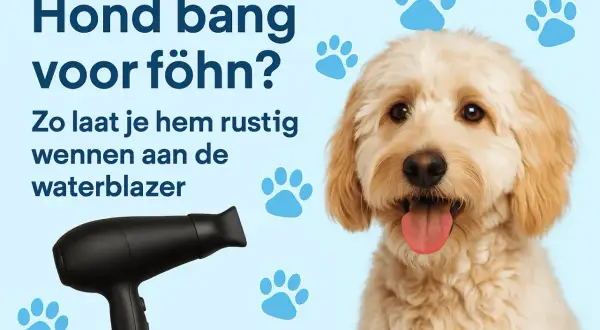 Hond overgevoelig voor geluid? Een lieve hond met tong uit zijn bek, naast een föhn. Tips om je hond te laten wennen aan de waterblazer.