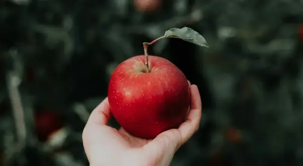 Dłoń trzymająca czerwone jabłko z listkiem na tle zielonych liści.