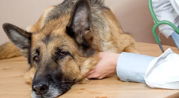 Ein Schäferhund mit traurigem Blick liegt auf einem Holztisch, während ein Tierarzt ihn streichelt. Mögliche Hausmittel bei Vestibularsyndrom werden besprochen.