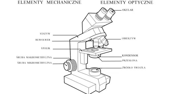 Schemat budowy mikroskopu: elementy mechaniczne (statyw, rewolwer, stolik, śruby) i optyczne (okular, obiektyw, kondensor, źródło światła).