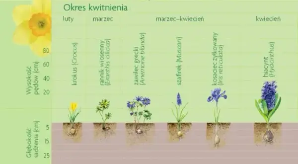 Jesienne sadzenie kwiatów: Poradnik po bylinach i cebulach