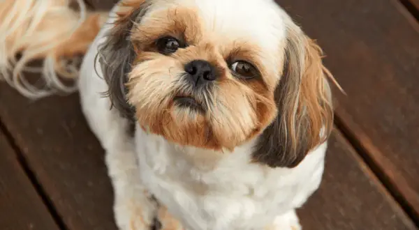 Ile powinien jeść szczeniak shih tzu, aby uniknąć problemów zdrowotnych?