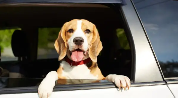 Wesoły pies rasy beagle wychyla łeb przez okno samochodu, ciesząc się podróżą.