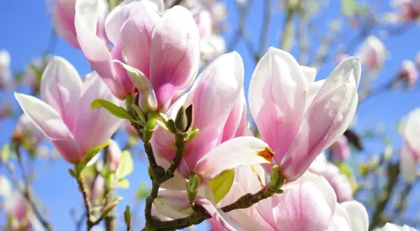 Zbliżenie na kwitnące, różowo-białe kwiaty magnolii na tle błękitnego nieba.