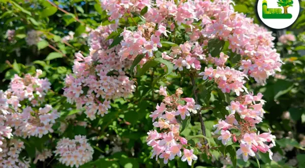 Zarte rosa Blüten der Kolkwitzie, bereit für den Rückschnitt.